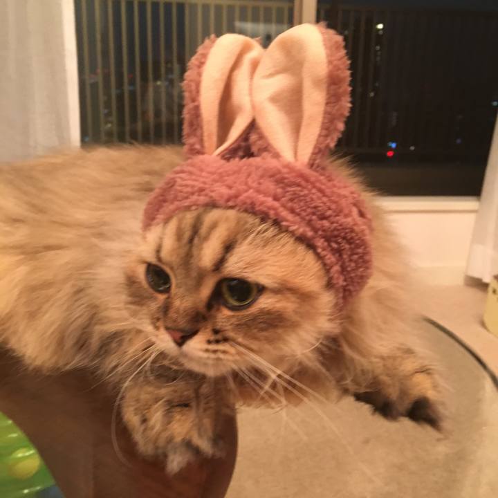 B0cf3bde c7ea 41d6 82d2 c86965f2796a