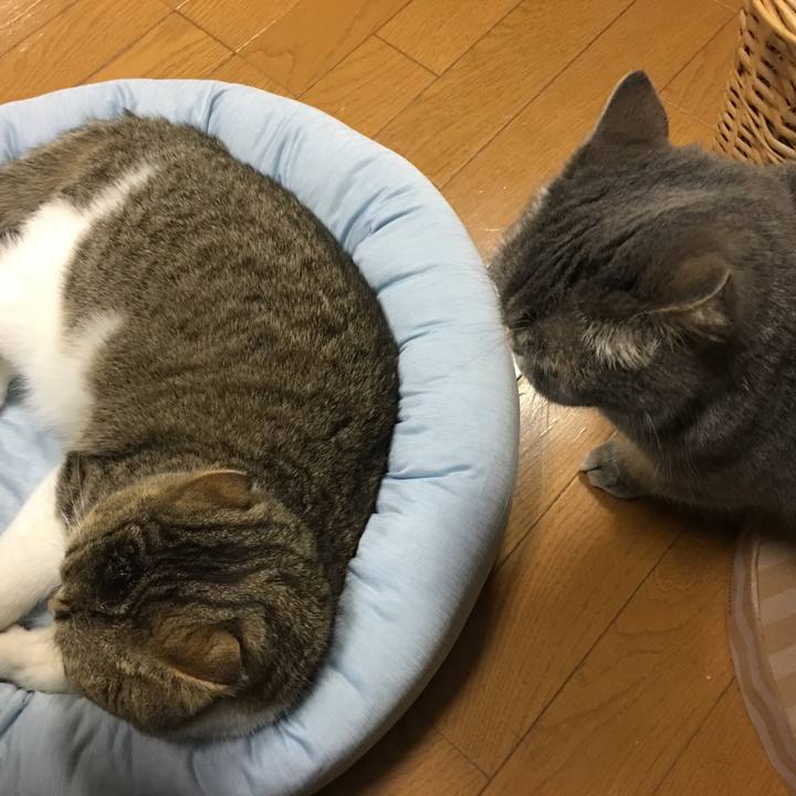 B0d33b9d a4a5 4e55 bd0e a62555af359e