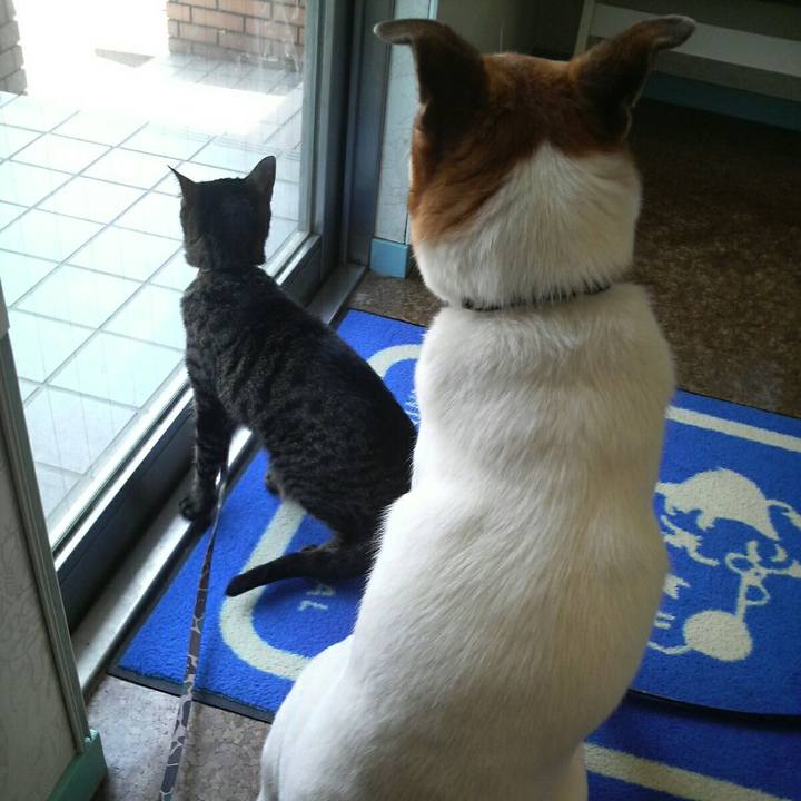 B0e029de d4b4 4586 859f 0c4b84d0494f