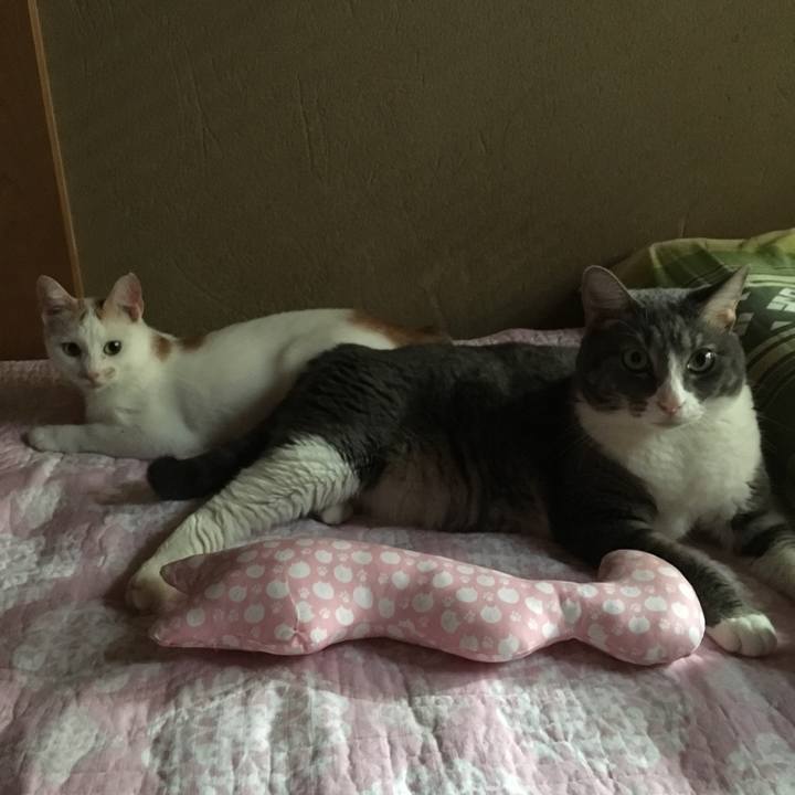 B0e10b83 ceba 4c20 ab82 6aa433758bf4