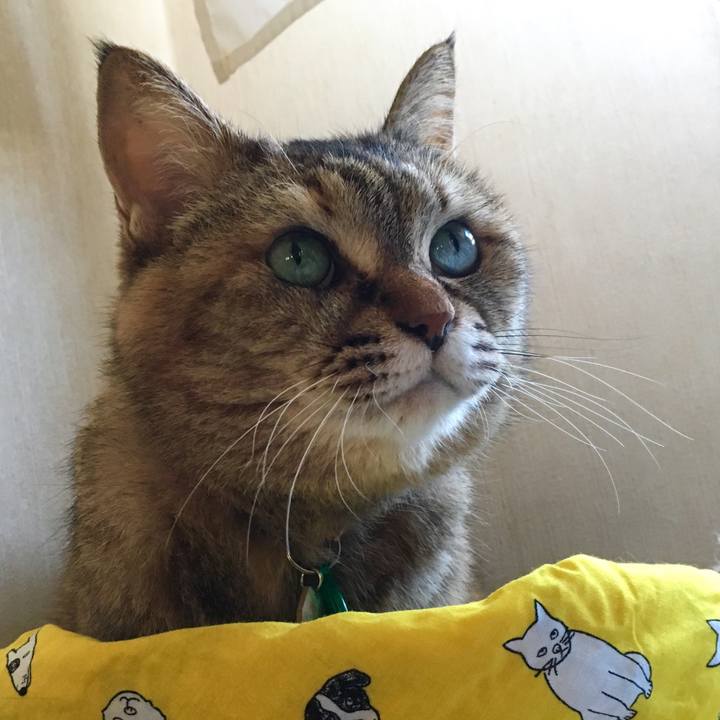 B0f16c4c 4253 475f b20e bf6384453190