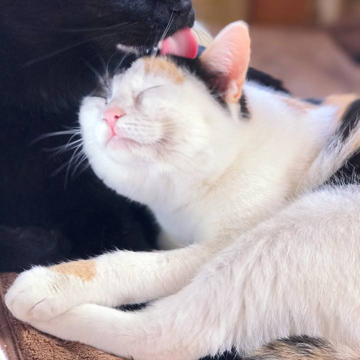 B0fb338a 99e6 40cb 8ca7 02eebce86987