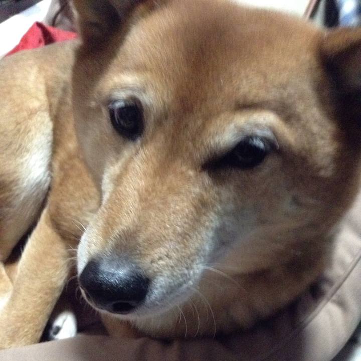 B1136c2c b980 4232 9c8f 1b89bf747f47