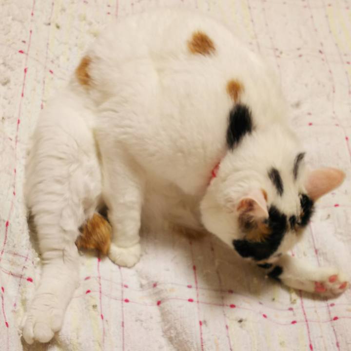 B11bebd8 ae84 4a53 839c eb524e4521d8