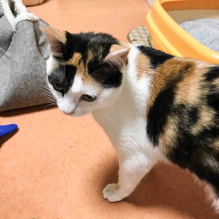 B11f55a5 1e18 4465 b3cd cda77880a7cf