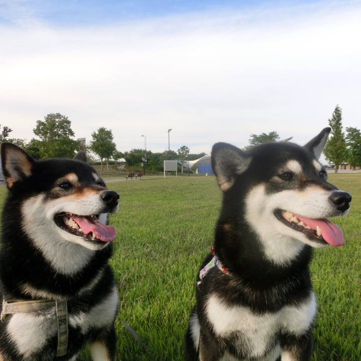 B122d415 e2a4 4a2b a2a6 08d47a12121b