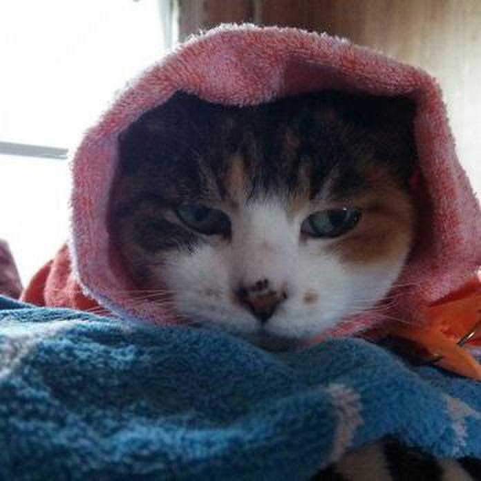 B12c8b34 87e1 4915 8c03 4689de9ed342