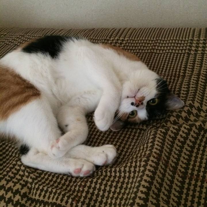 B12f1954 bc32 47ef 8d09 ea5500116896