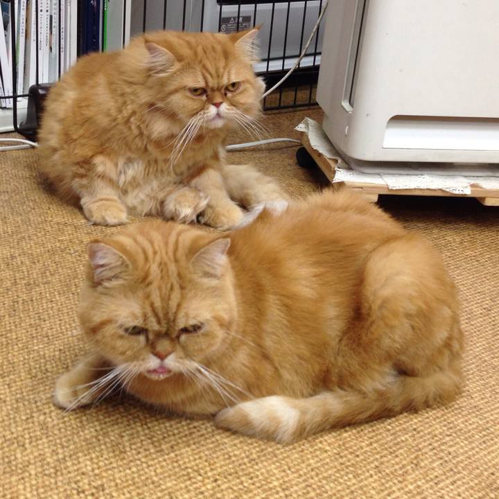 B160b797 16ec 4e2e 874a b647b98c775c