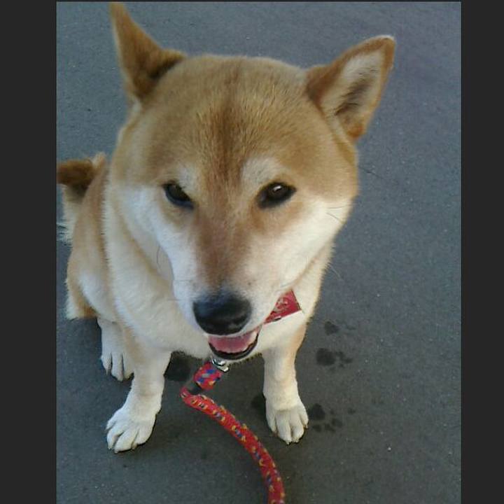 B162d730 2339 4232 90bf 978746976a1c