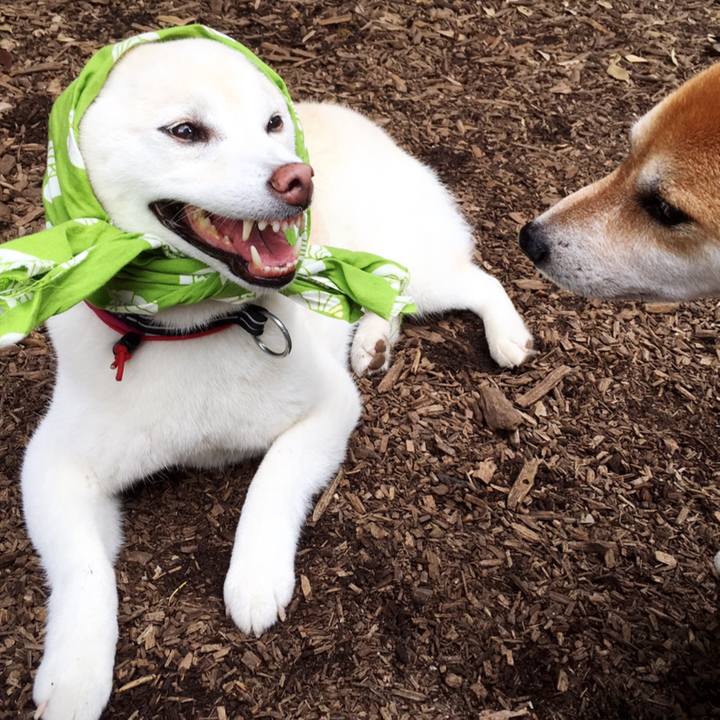 B16303e1 1046 4d50 8372 979be093fff2