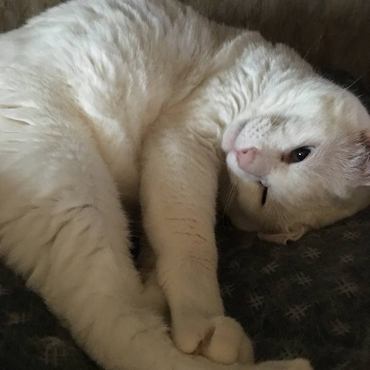 B16c6f66 4acf 491c b806 cce35deb116d