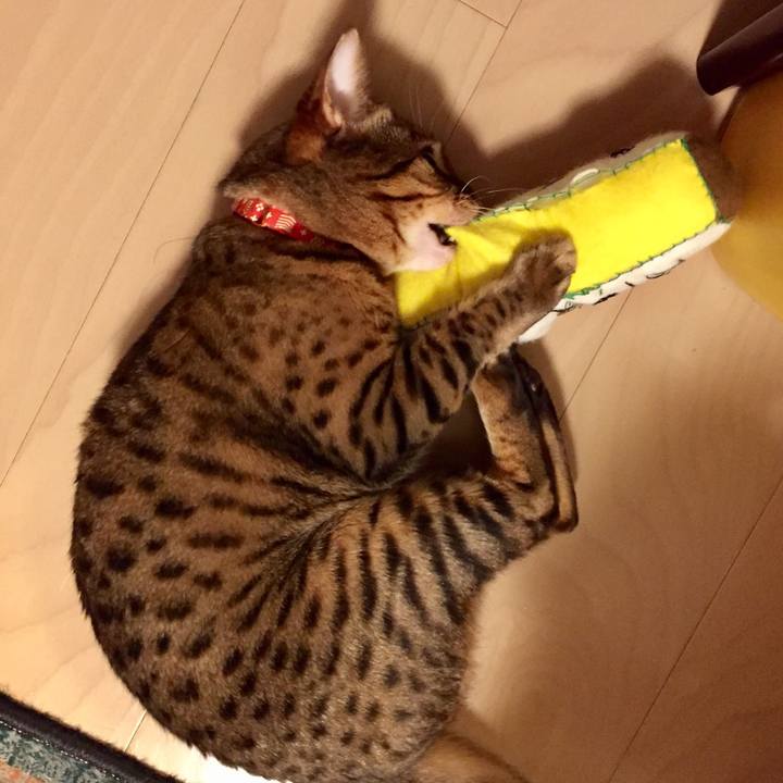 B16e2686 80f9 4a24 93e5 6cdbb876a581