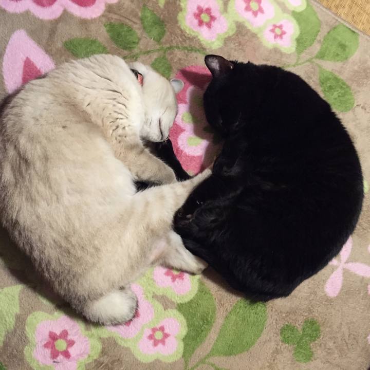 B18d2fd1 4d73 4a29 8070 ece662cff9b1