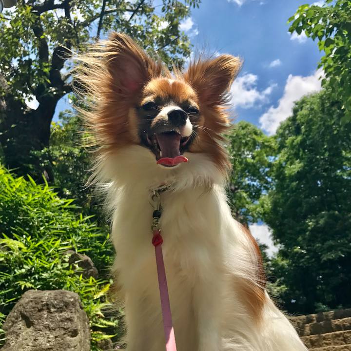 B19635d2 5ed0 462b b23c 88f77081da96