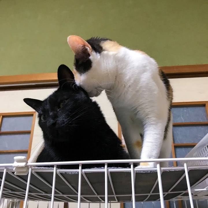 B1a072fa b218 401c aef8 afc482806f8c