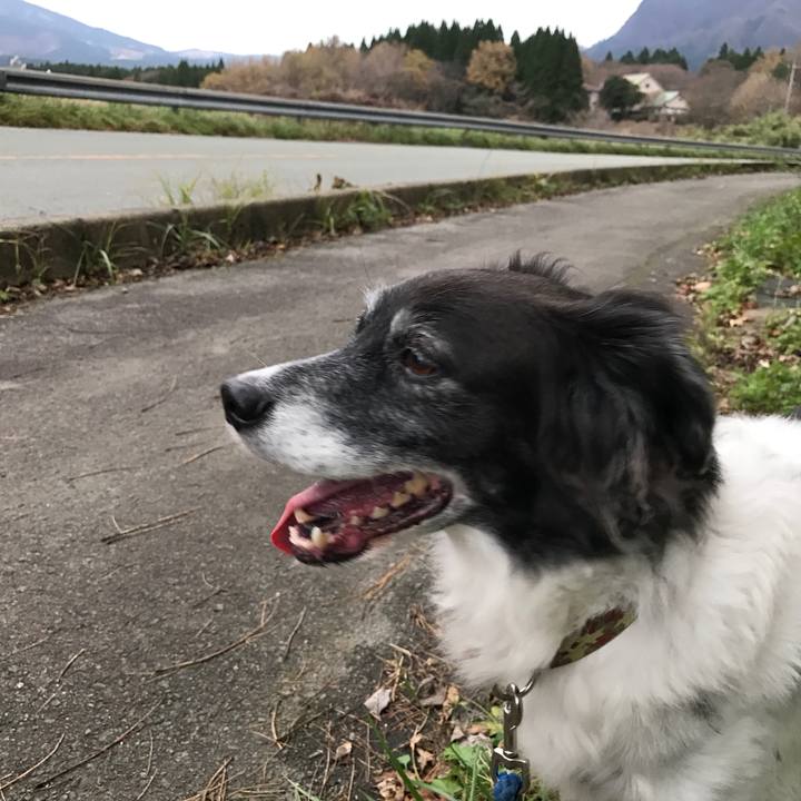 B1c61ed0 c48d 403c b393 3030087cbb1f