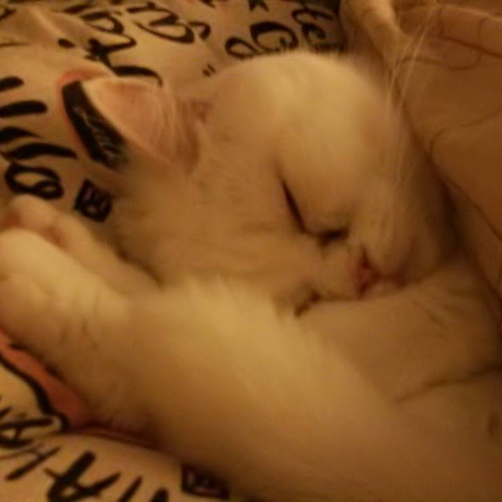 B1cb8f38 a0cc 43ca acb5 eeb05558299c