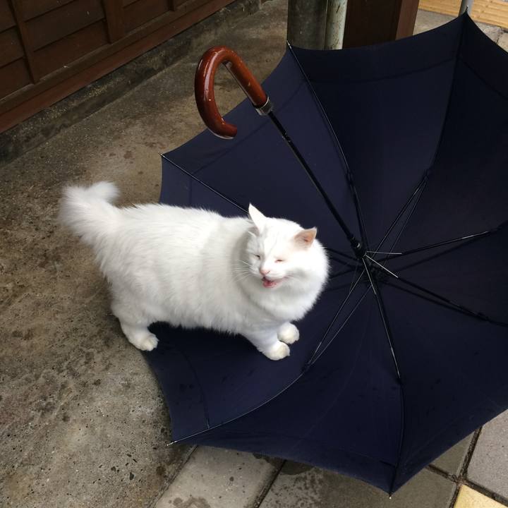 B1cdb876 a4d4 426e a6f3 4e4f4d87fe8f