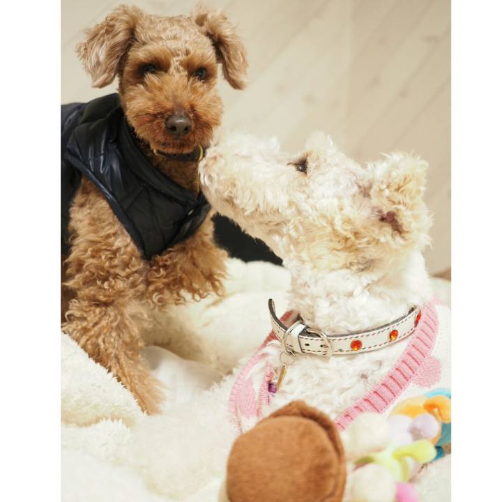 B1d11bb0 a90e 468b ab3e 1d76d1e87fbc