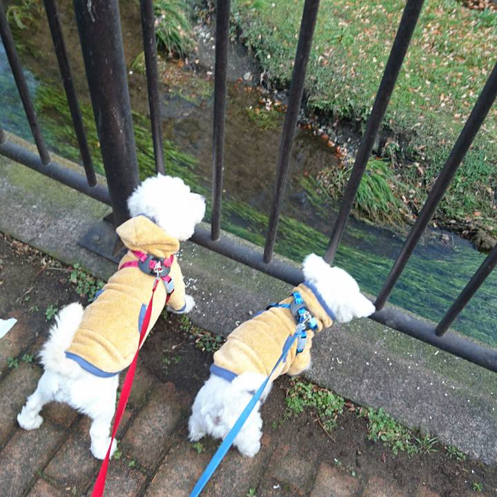 B1d2c0a1 965a 484b b569 28b0288b1580