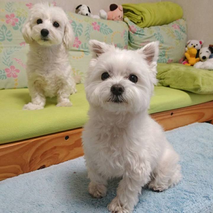 B1d386c2 f30f 4ea4 997a 77ba7d2724ad