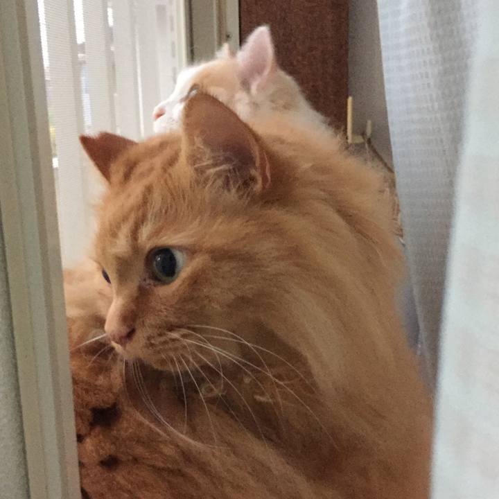 B1d77d04 68bd 4152 ad67 d4f389c33716