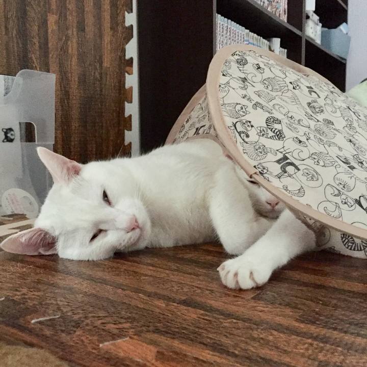 B2270ea1 69ce 4e33 9b1b 7f5be3ca7b27