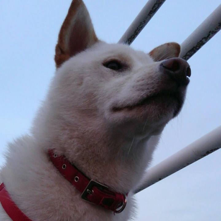 B22eb817 a8da 450b b2b6 984056b50f6a