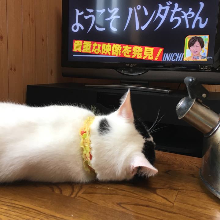 B247c977 4953 4427 a3d2 bc252de61c7e