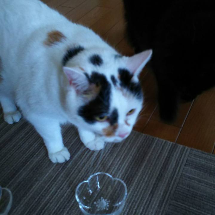 B24c4f21 72e6 4392 a47a bd379a2c4ed7