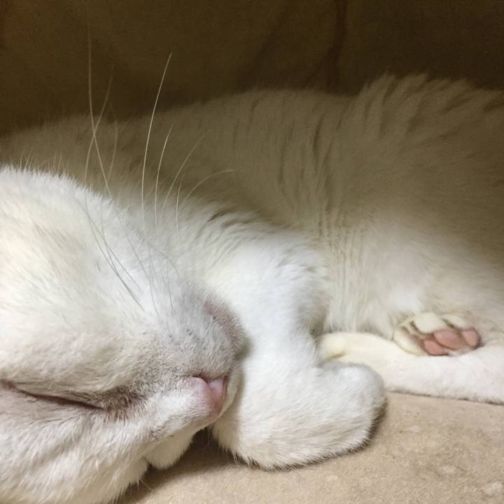 B258a38e 3c2d 4385 83ae 78454cf29153