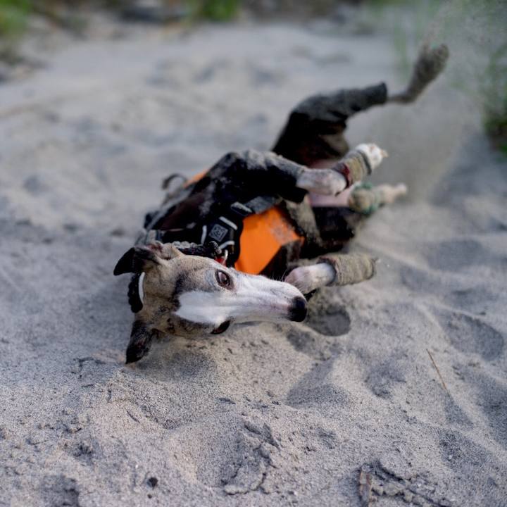 B2693918 f647 4d26 a334 7337ac9b613b