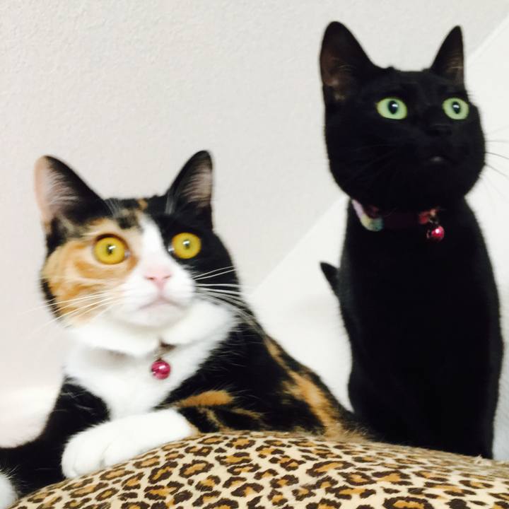 B2a3f1b0 d4b5 4c0e 9bff f183d7604eb1