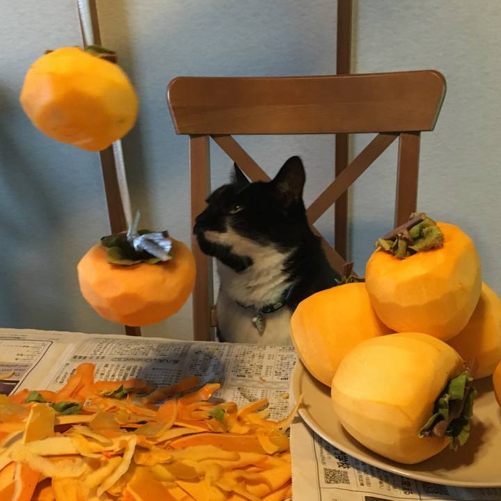 B2ab9873 8899 47fa bbd8 93c677274684