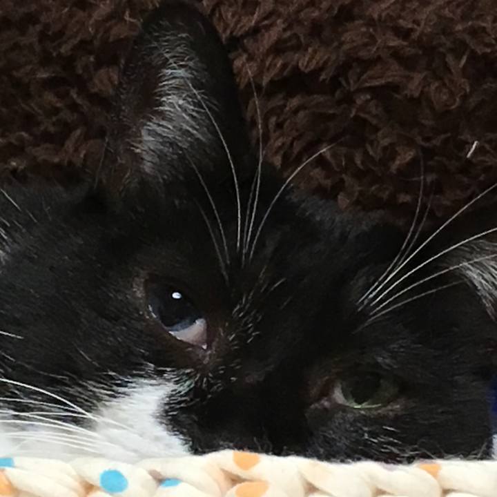 B2c2eae9 cb12 499d 86d9 e79ca65a664b