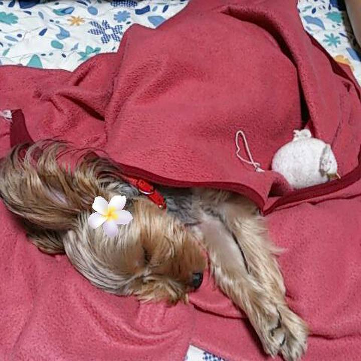 B2c6d55a 31cc 436d bd91 183ef2162fc3