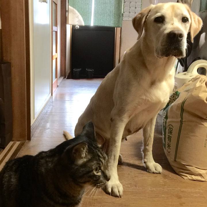 B3183727 2ccf 499e ab19 0a1938d8d02f