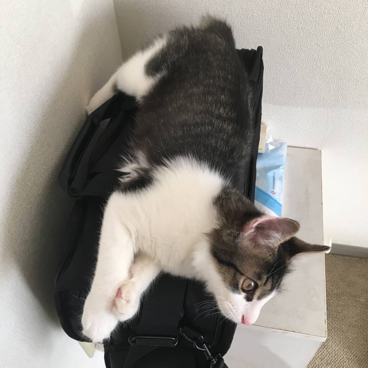 B3265601 90d6 4766 8e66 bb6cd797c26f