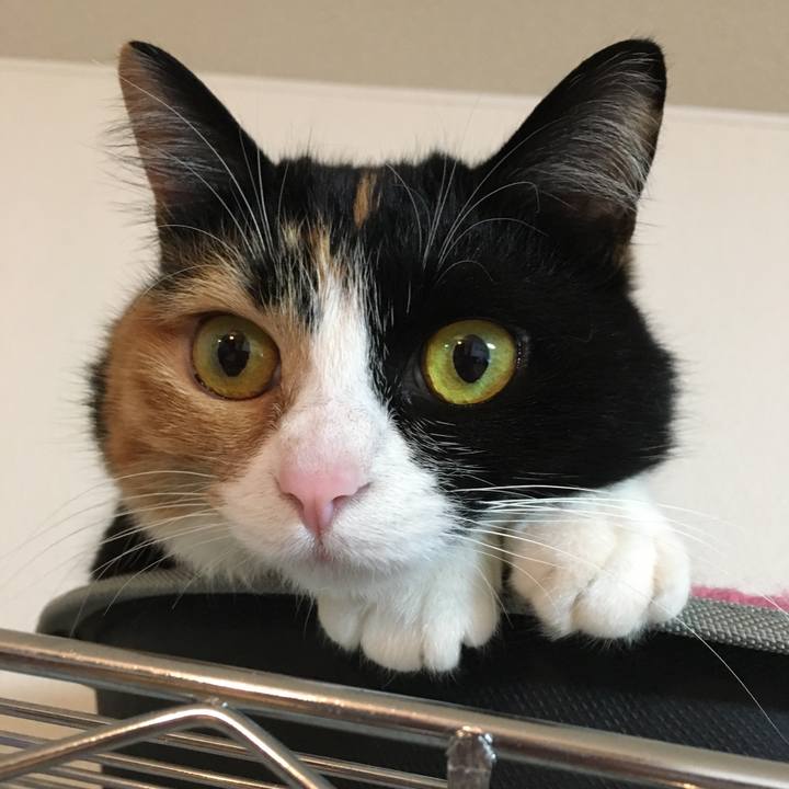 B3347a2e 0bc5 4b80 91fc bcd5078796dc