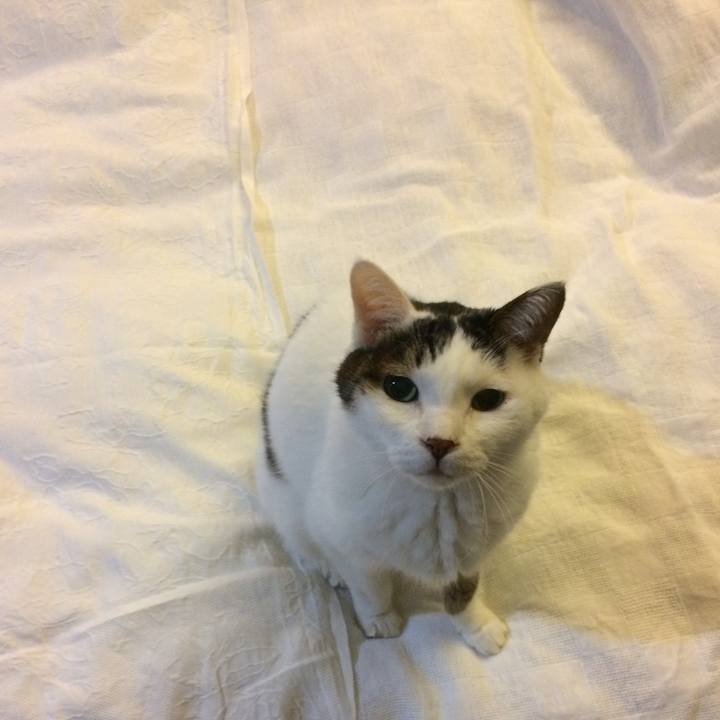 B3854e58 8dcc 4333 80dc edea21ca771e