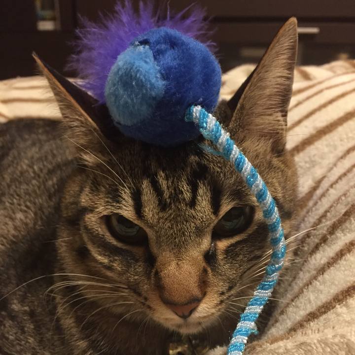 B40d8c52 55bc 4f8c 8581 0b46bde39c85