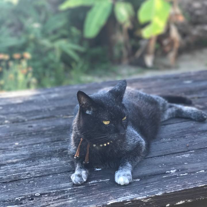 B4211c5f 86ea 49f4 9192 6031f1bd02bf