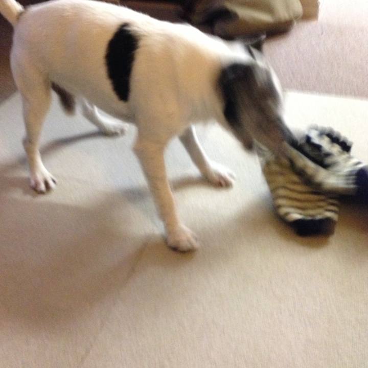 B42f17a3 8dba 4e03 81a1 a19dfa99919c