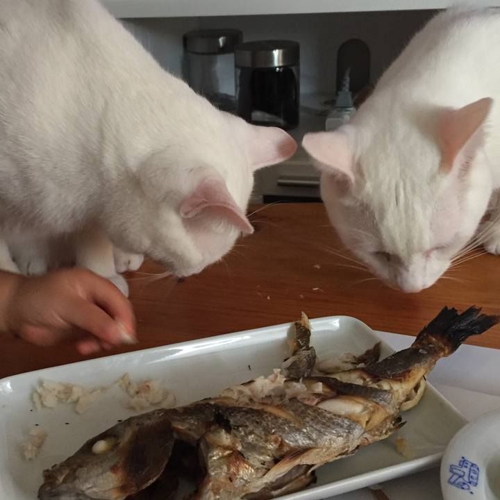 B42f857e 3c99 461b a000 72bbc461ff44