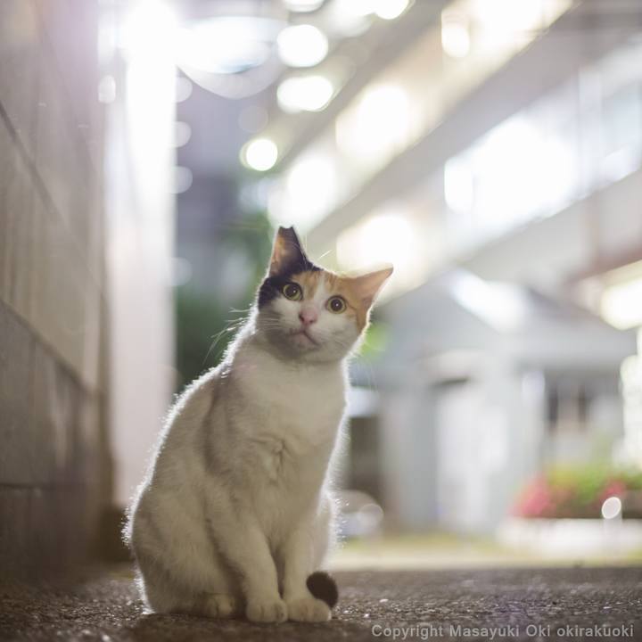 B4346161 1966 4810 9d0e a44fb0793c9a