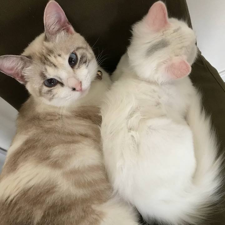 B43c1339 de60 4984 a06c a433d2c4cc70