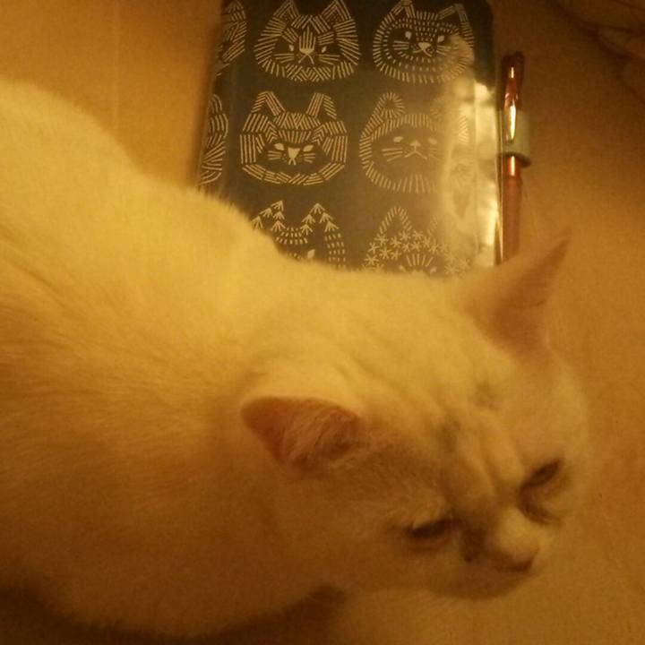 B471aa21 19ab 4cc5 86a9 175ba4a717a0