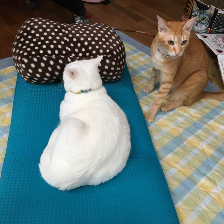 B4974725 bf8b 42cd b8f3 aae88101821b