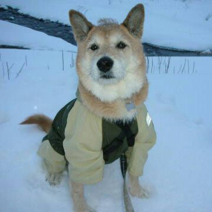 B4a9c59d a4dd 489e a303 f60f68ec9364